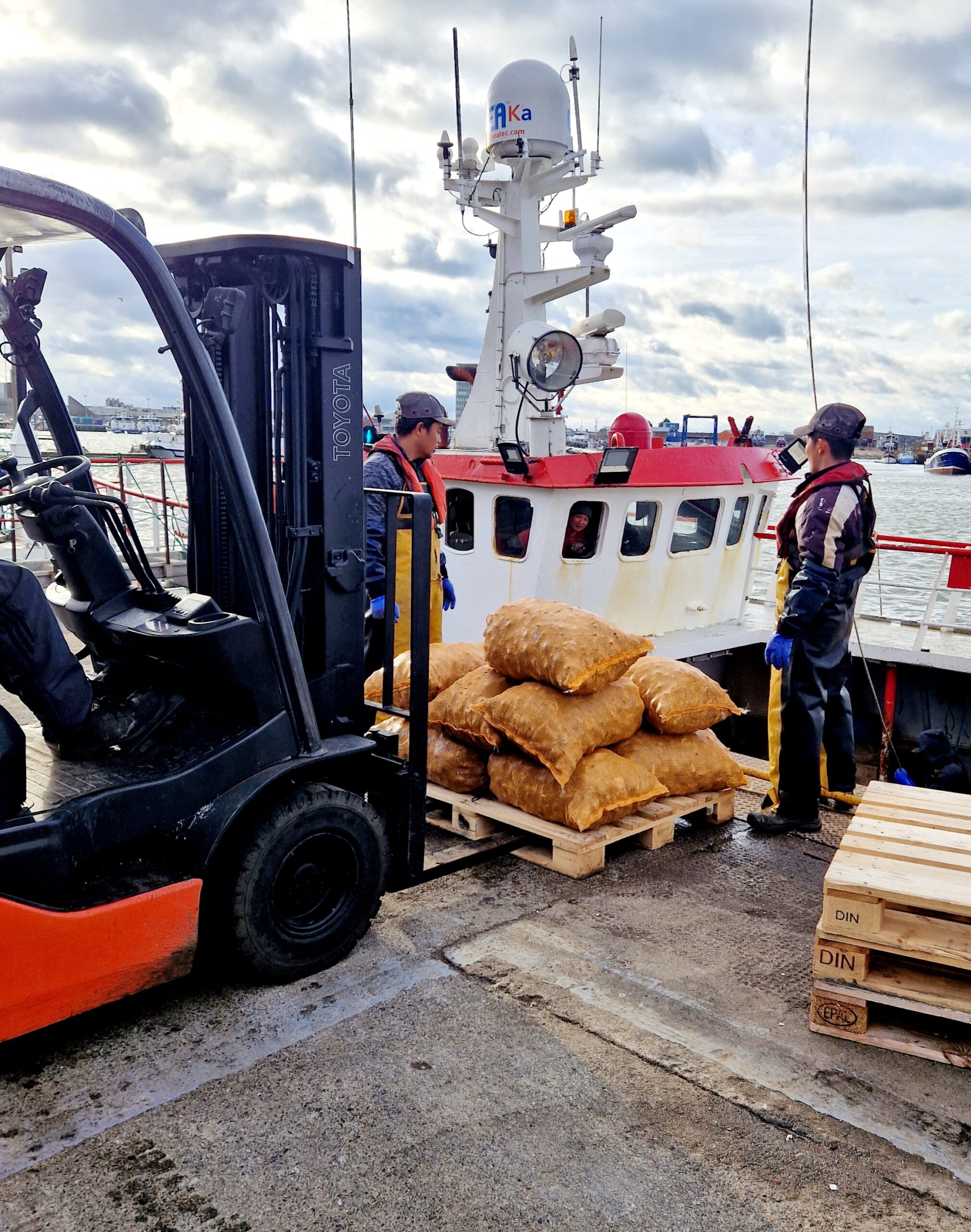 Bags of whelk on a pallet ready to be fork-lifted to storage or delivery vehicle