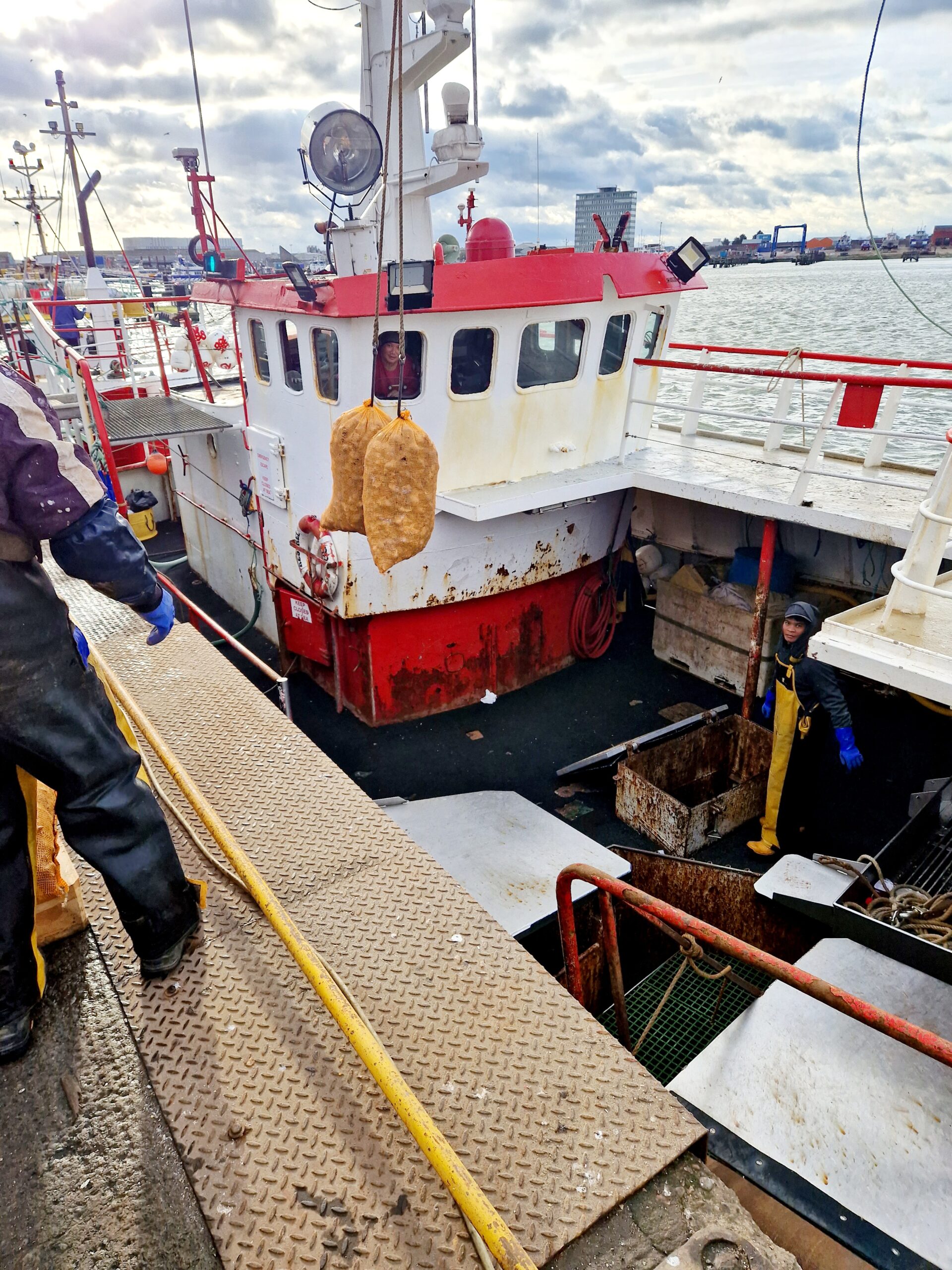 Nuestro muelle mostrando bolsas de buccinos siendo descargados